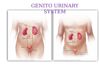 6. URINARY SYSTEM.pdf